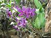 Dendrobium blooms-dens-008-desktop-resolution-jpg