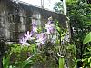 Dendrobium blooms-dens-011-desktop-resolution-jpg