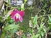 Dendrobium blooms-dens-012-desktop-resolution-jpg
