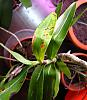 colourful spots on leaves - viral infection?-img_02381-jpg