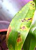 colourful spots on leaves - viral infection?-img_02382-jpg