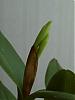 Cattleya skinneri var alba-catt_0406-1-jpg