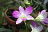 Dendrobium hybrids blooming-den-hybrid-noid-pink-jpg