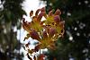Dendrobium hybrids blooming-den-hybrid-noid-jpg
