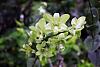 Dendrobium hybrids blooming-den-burana-green-jpg