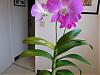 some type of den-phal? with problems-3-jpg