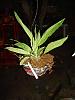 My 4 new Stanhopeas !!!!-stanhopea-species-002-medium-jpg