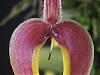 Bulbophyllum blumei-bulbophyllum_blumei_cu-jpg