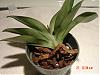 Paph orchid rescued from nursery-adelas-orchid-pictures-003-jpg