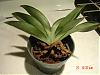 Paph orchid rescued from nursery-adelas-orchid-pictures-008-jpg