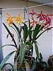 Blc. Golden Glory-2008_12210007-jpg