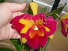 new blooms yesterday-flowers-007-medium-jpg