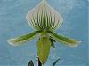 My Paph (Makuli - curtisii) x Paph Maudiae 'Napa Valley' HCC/AOS x Sib-chids-004-640x480-jpg