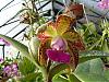 cattleya noid...help me name this one!-flowers-005-medium-jpg