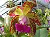 cattleya noid...help me name this one!-flowers-006-medium-jpg