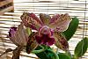 cattleya noid...help me name this one!-waiannae-leopard-jpg