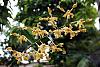 Dendrobium hybrids blooming-dendrobium-hybrid-discolor-1-jpg