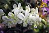 Dendrobium hybrids blooming-dendrobium-liberty-white-jpg