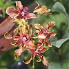 Dendrobium hybrids blooming-dendrobium-burana-sunshine-discolor1-jpg