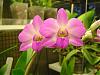 First bloom of Dendrobium-orchids-09-042-jpg