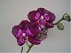 I like this one-orchids-134-jpg