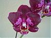 I like this one-orchids-136-jpg