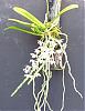 Bloom pattern - a mystery . . .-tuberolabium-quisumbingii-plant-12-15-08-jpg