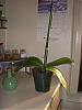 How to Prune????-orchid-jpg