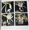 Stanhopea oculata?-710_1025-jpg