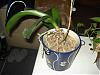 My first orchid and it needs help-dsc03701-jpg