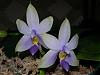 Some of my bloomers-violacia_blue-jpg