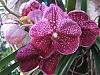 Hello AOS-orchid-morning-011409-028-jpg
