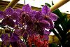 Large Vanda-orchid-photos-374-jpg