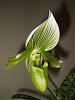 My Paph Bloom!!-dscf1325-medium-jpg