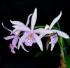 Help with a cattleya identification-h17586s1-jpg