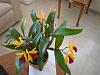My Lc. Gold Digger 'Orchidglade' in bloom !!!-lc-gold-digger-orchidglade-006-jpg