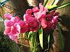 Hello AOS-id-orchids013009-015-jpg