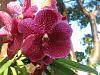 Hello AOS-id-orchids013009-024-jpg