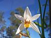 My first blooming Coelogyne! (graminifolia)-coel-graminifolia-jpg