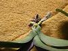 Newbie trying to save Phal ...-pict0159-jpg