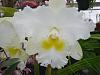 Pictures from Orchid society show-dsc03763-jpg