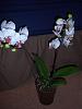 Virgin to Orchids. Any help is appreciated.-100_1162-jpg