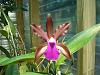 Type Cattleya bicolor-bicolor-jpg