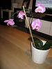 Ill mature orchids, newbie help please.-pink-jpg