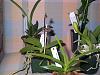 Brassavola digbyana and new plants-100_1676-jpg