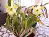 Brassavola digbyana and new plants-41208-orchids-005-medium-jpg