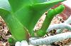 wheres the new stem?-phal_spikes-jpg