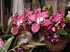 Orchid Show in Warsaw :)-pict0257-jpg