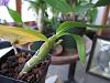 Buds or spike on Dendrobium Nobile-img_6965-jpg