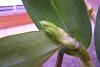 Buds or spike on Dendrobium Nobile-orchids-289-jpg